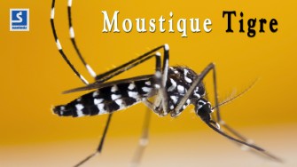 Alerte au moustique tigre