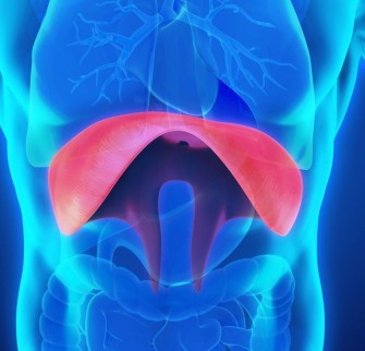Myoclonie phr&eacute;noglottique: Le hoquet