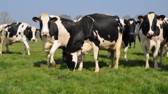 Gharda&iuml;a : Lancement d&rsquo;une op&eacute;ration sanitaire de d&eacute;pistage sur le cheptel bovin