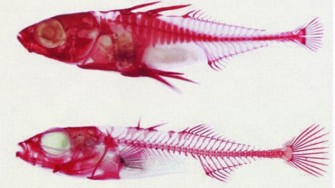 Que faire si vous avez aval&eacute; une ar&ecirc;te