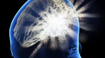 D&eacute;couverte de 40 g&egrave;nes impliqu&eacute;s dans lintelligence