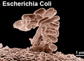 Pr&eacute;venir les infections induite par E.Coli
