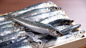 Un poisson argent&eacute; aux reflets bleu-vert : la sardine