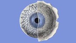 Soulager lherp&egrave;s oculaire naturellement