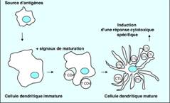 la thérapie par injection de cellules dendritiques dans le traitement des cancers