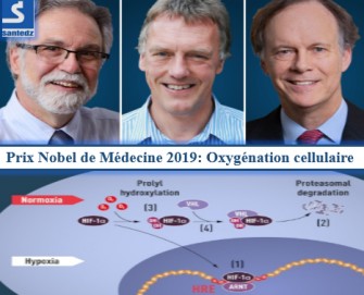 Le Nobel de m&eacute;decine 2019 r&eacute;compense des travaux sur l&rsquo;oxyg&eacute;nation des cellules