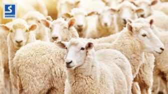 Aid el adha : Comment allier plaisir et s&eacute;curit&eacute; !