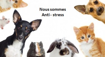 Animaux de compagnie : meilleur alli&eacute; anti-stress